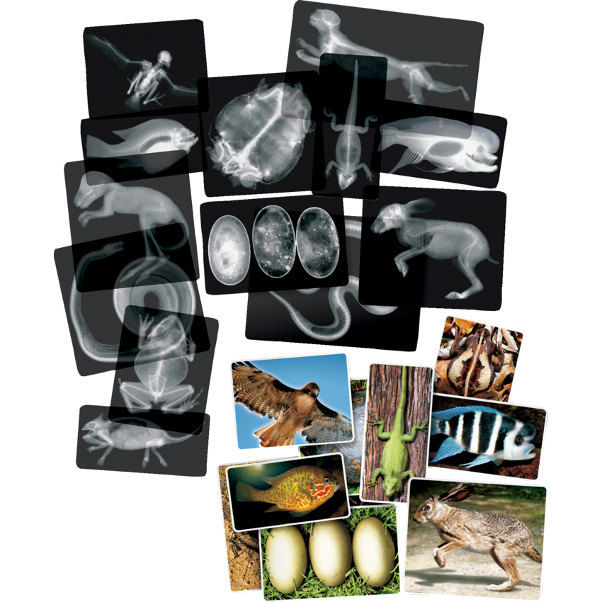 Roylco Animal X-Rays 14/pkg